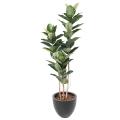 Rubber Plant Artificiel 170 cm
