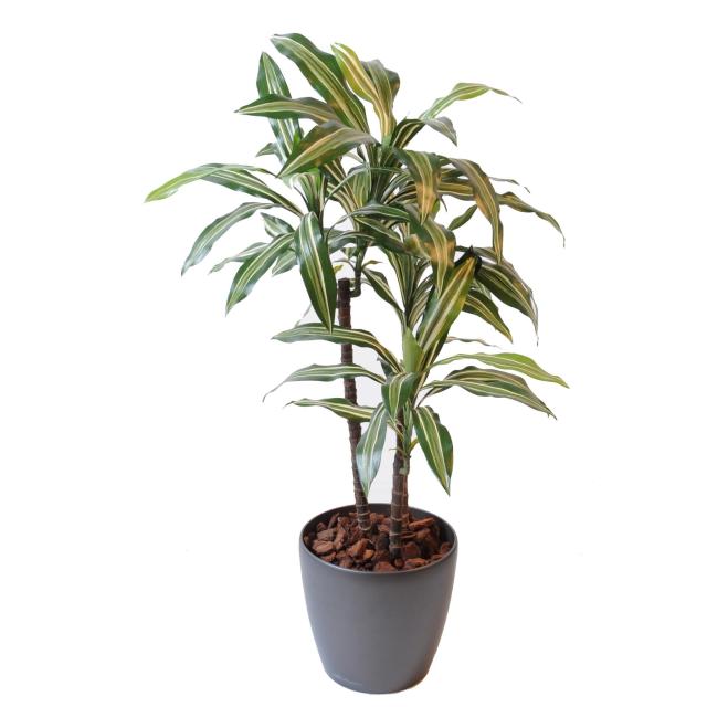 Dracaena Artificiel Fragrans Multi Ttiges