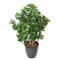 Clusia Buisson