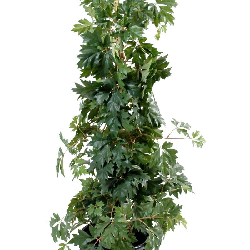 Cissus Artificiel