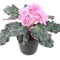Saint Paulia Artificiel