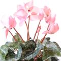 Cyclamen Artificiel