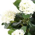 Hortensia Artificielle Buisson