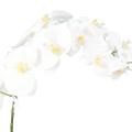 Phalaenopsis Artificielle Motte 60