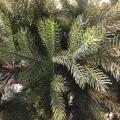 Sapin Artificiel Grandis