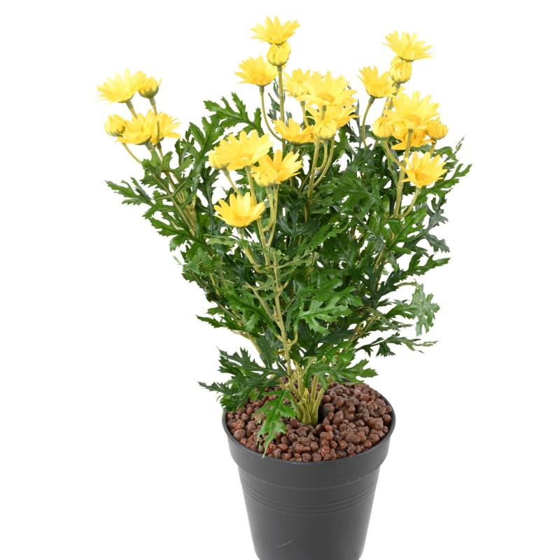Marguerite Artificielle Anthemis