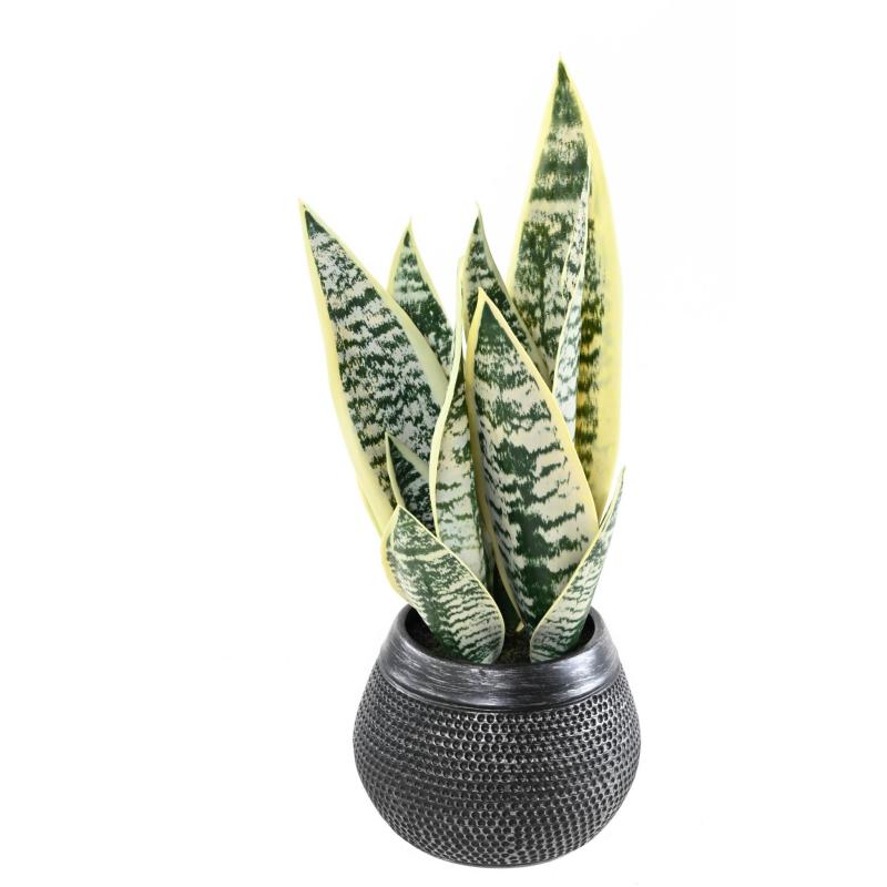 Sansevieria Artificiel 49
