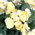 Begonia Artificiel