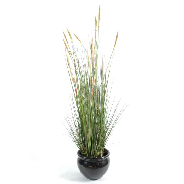 Zanichellie Des Marais Artificielle