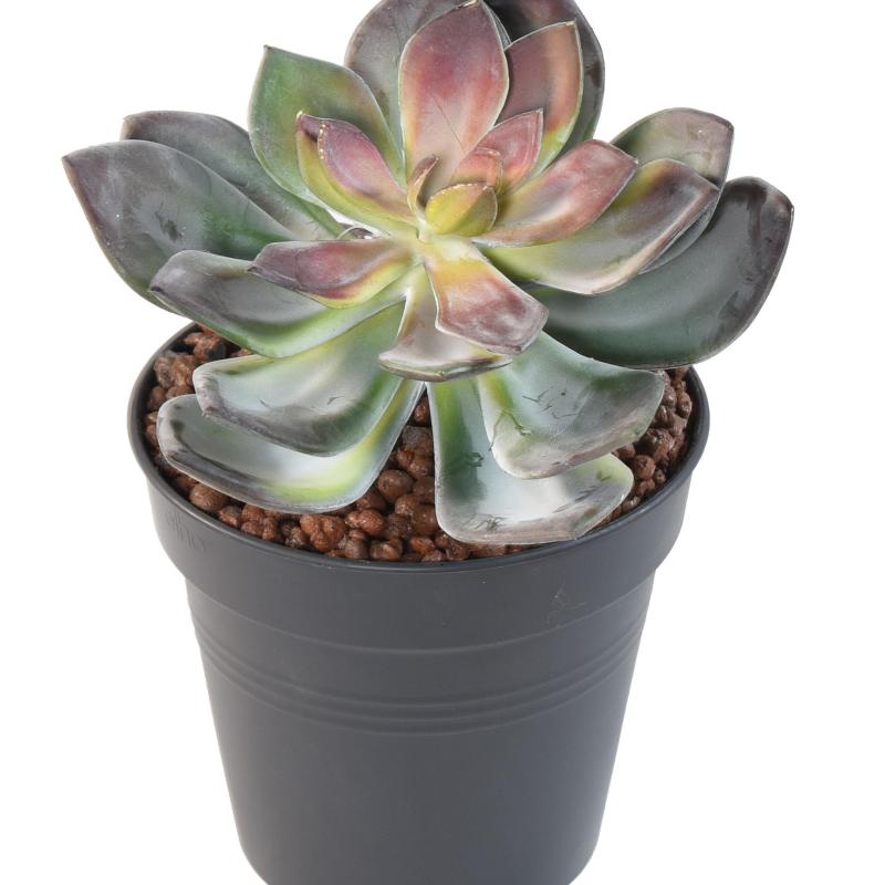 Succulente Artificielle VR