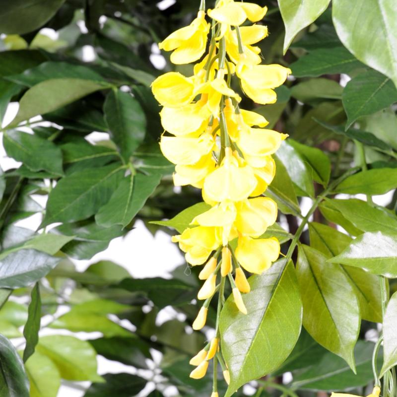 Glycine Artificielle Multi TREE