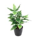 Hosta Artificiel *28