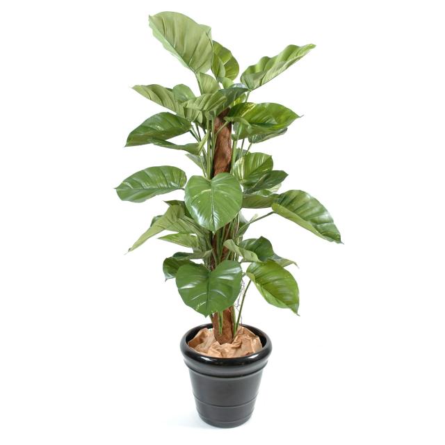 Pothos Artificiel Géant