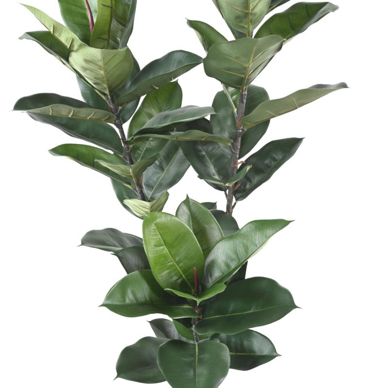Rubber Plant Artificiel 170 cm