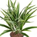 Chlorophytum Artificiel Buisson