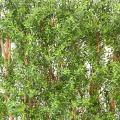 Eucalyptus Artificiel Haie UV