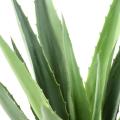 Agave Artificielle Furcraea