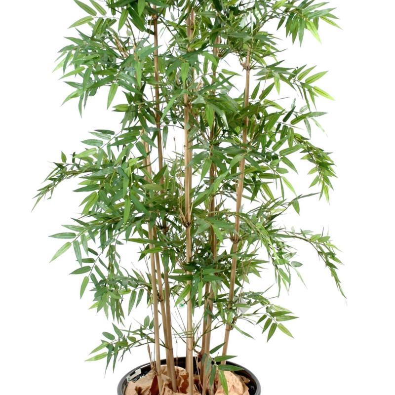 Bambou Artificiel Oriental