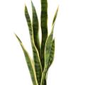 Sansevieria Artificiel Piquet Mixte