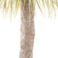Agave Artificielle Geant 240