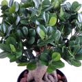 Ficus Artificiel Panda Ginseng