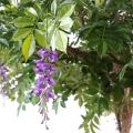 Glycine Artificiel Round