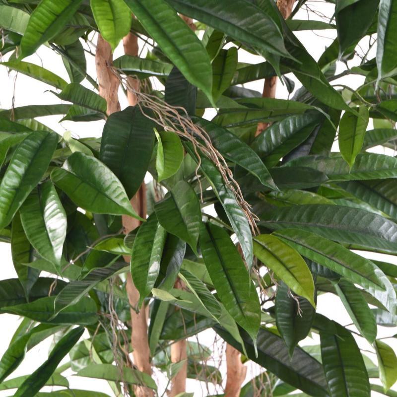 Ficus Artificiel Root Longifolia