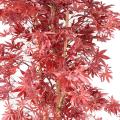 Aralia Artificiel NEW (érable)