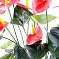 Anthurium Artificiel 50 CM