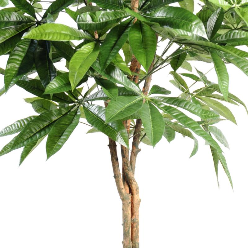Pachira Artificiel