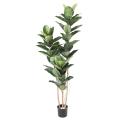 Rubber Plant Artificiel 170 cm