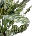 Maranta Artificielle Calathea Makoyana*40f