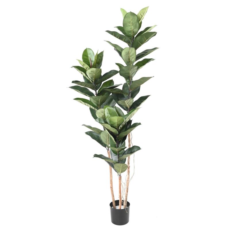 Rubber Plant Artificiel 170 cm