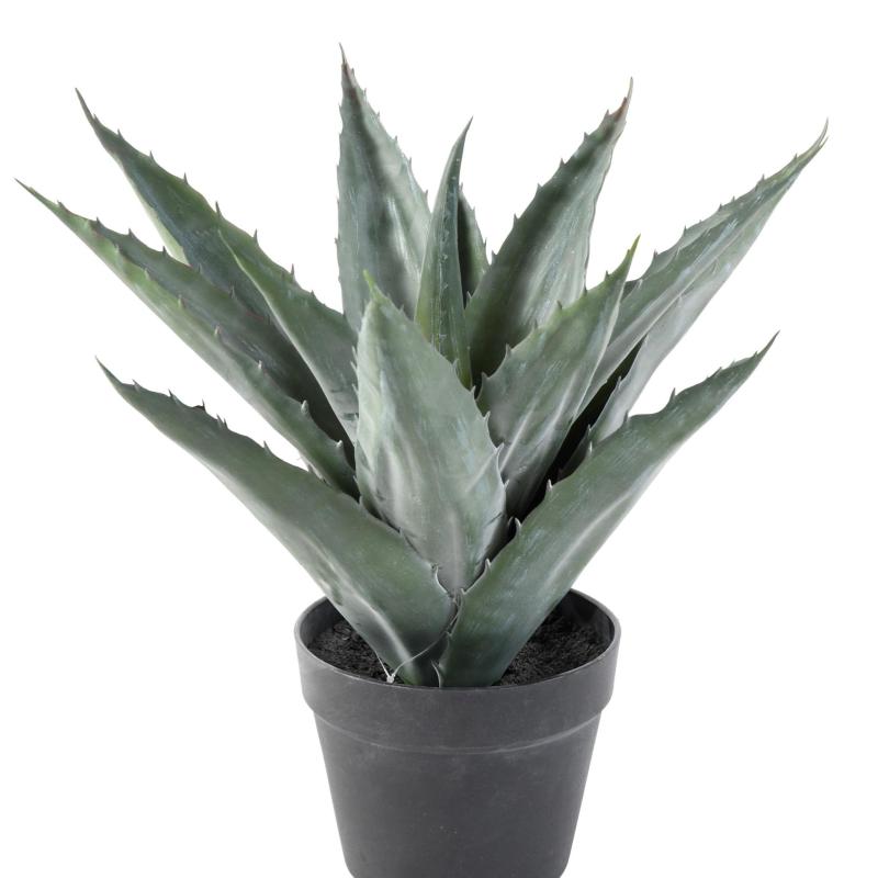 Agave Artificielle