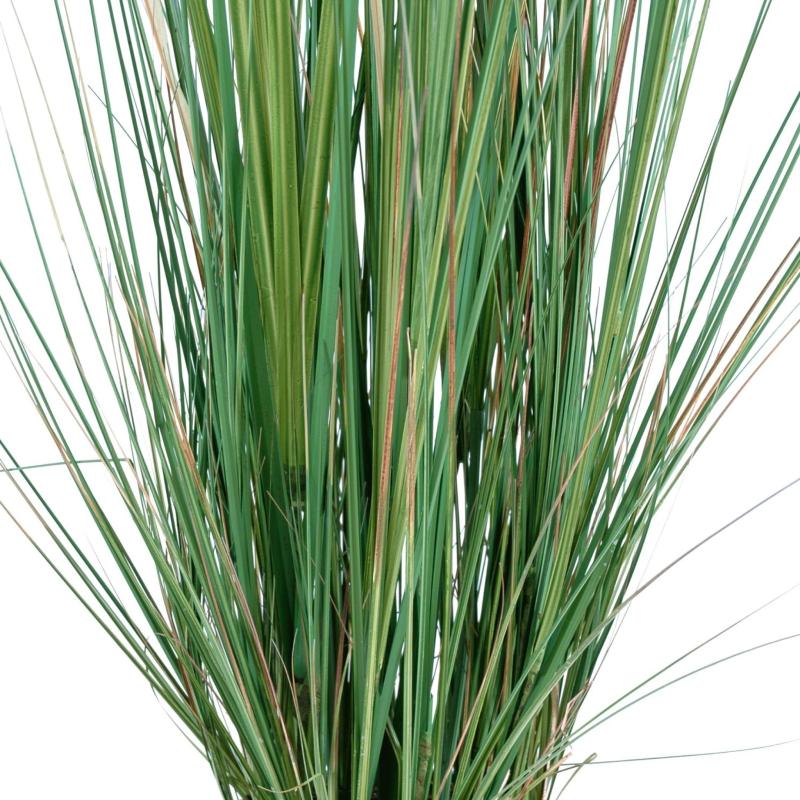 Zanichellie Des Marais Artificielle