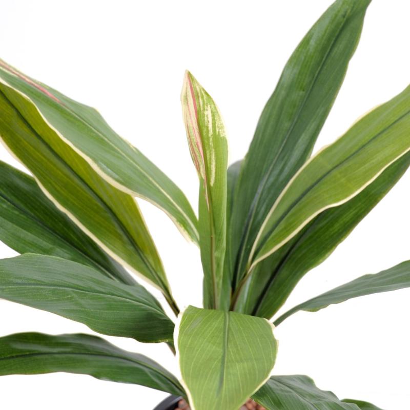 Dracena Artificiel Cordyline 60 CM