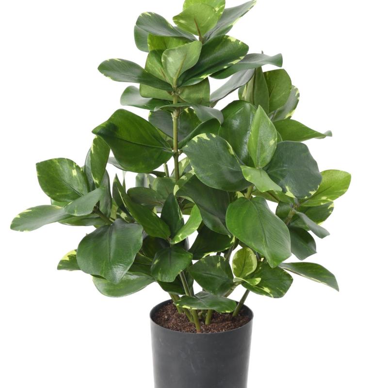 Clusia Artificiel 45