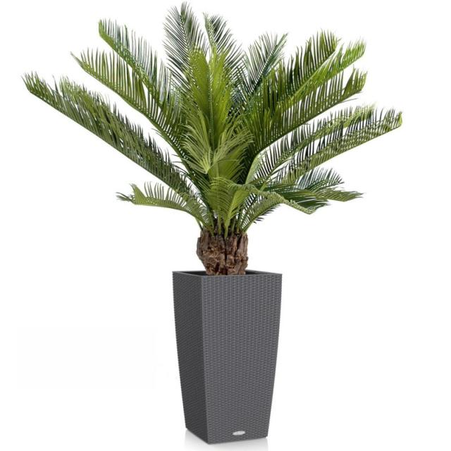 Cycas Artificiel Tronc