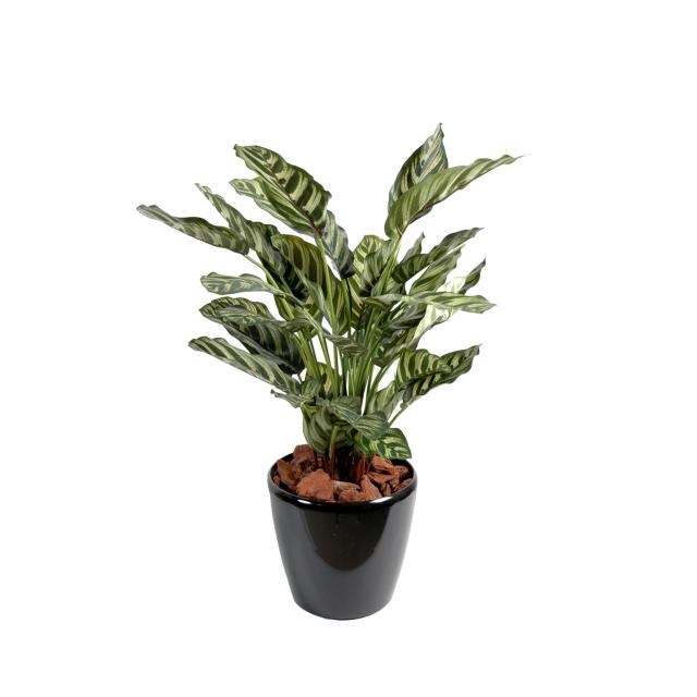 Maranta Artificielle Calathea Makoyana*40f
