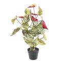 Begonia Artificiel Maculata 70
