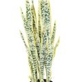 Sansevieria Artificiel 85