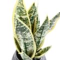 Sansevieria Artificiel 49