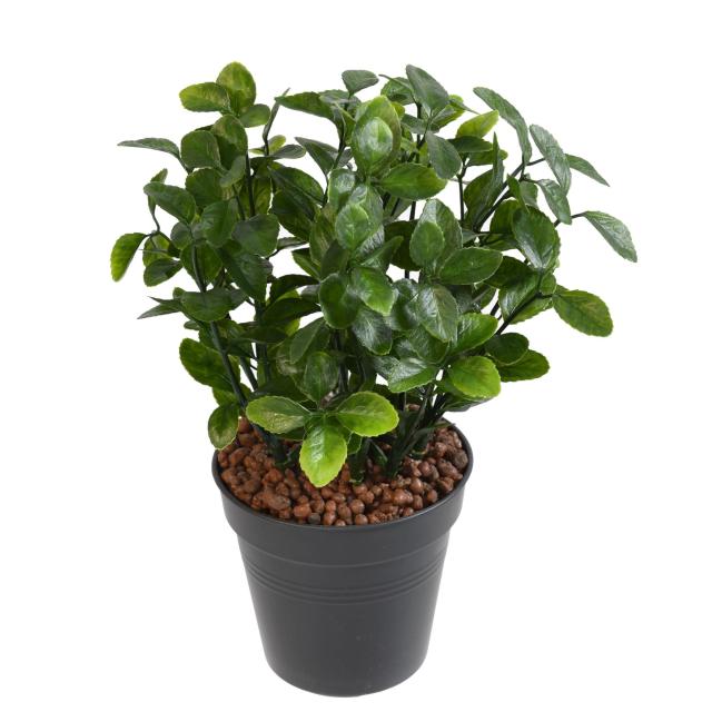 Berberis Artificiel