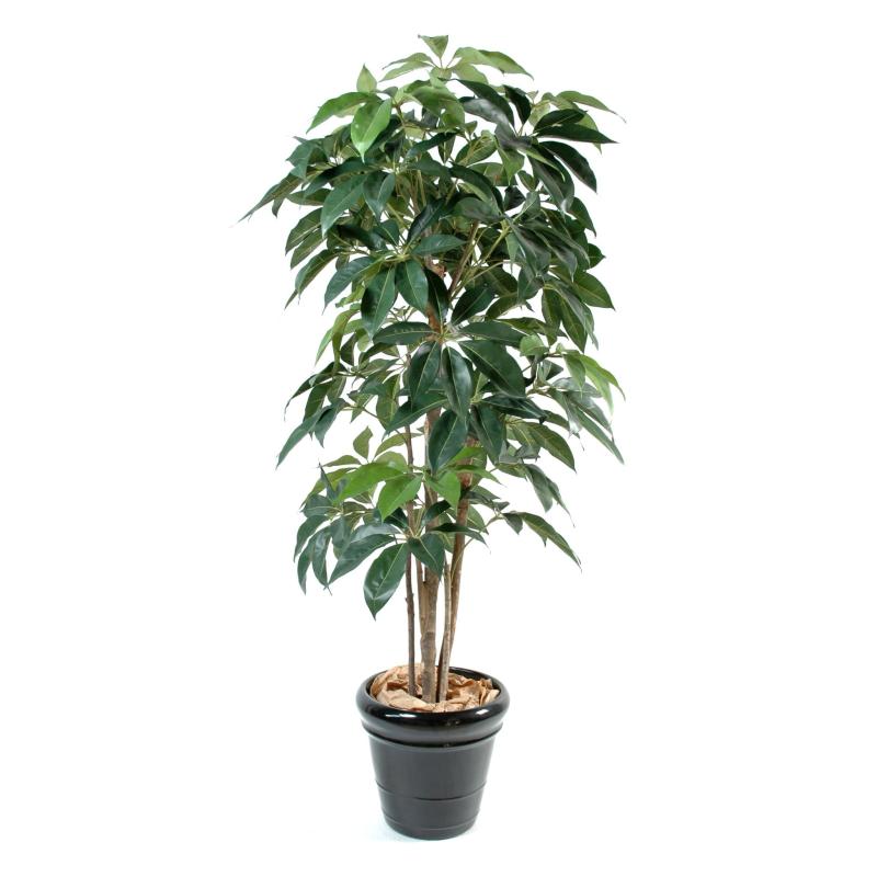 Schefflera Artificiel Amata