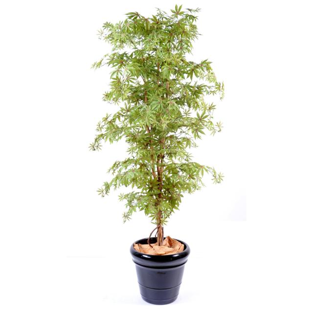Aralia Artificiel NEW Erable
