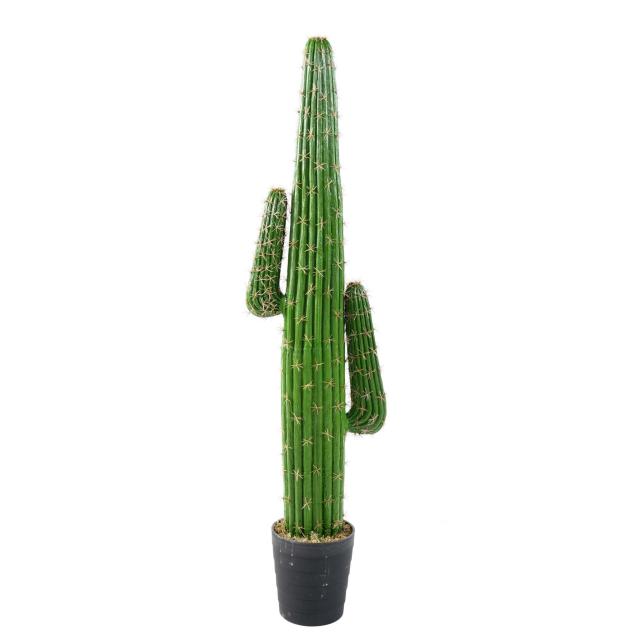 Cactus Artificiel Mexico