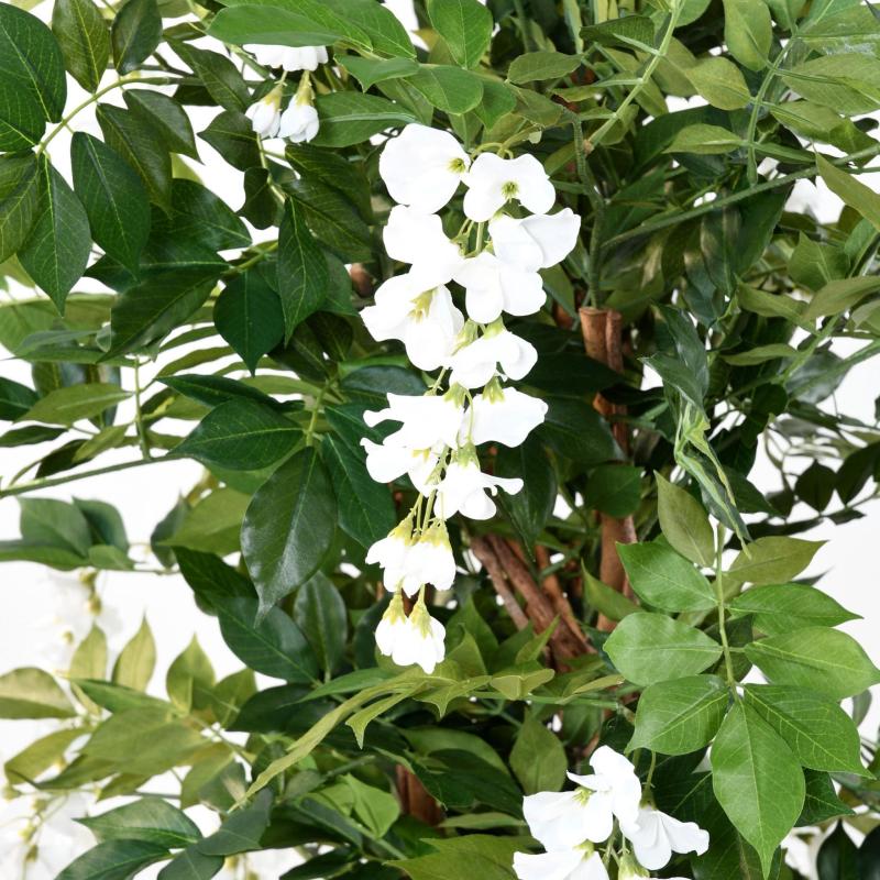 Glycine Artificielle