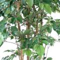 Ficus Artificiel Multitree Natasja