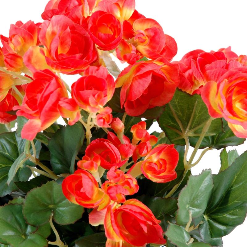 Begonia Artificiel
