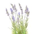 Lavande Artificielle Pot Deco